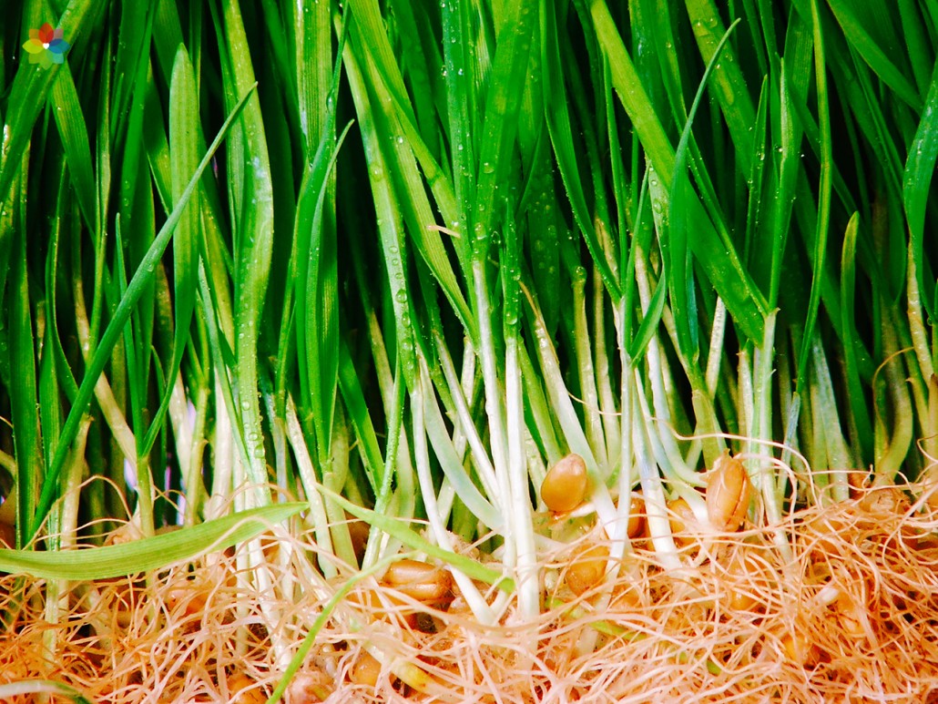 Primer plano del pasto de trigo con raíces expuestas