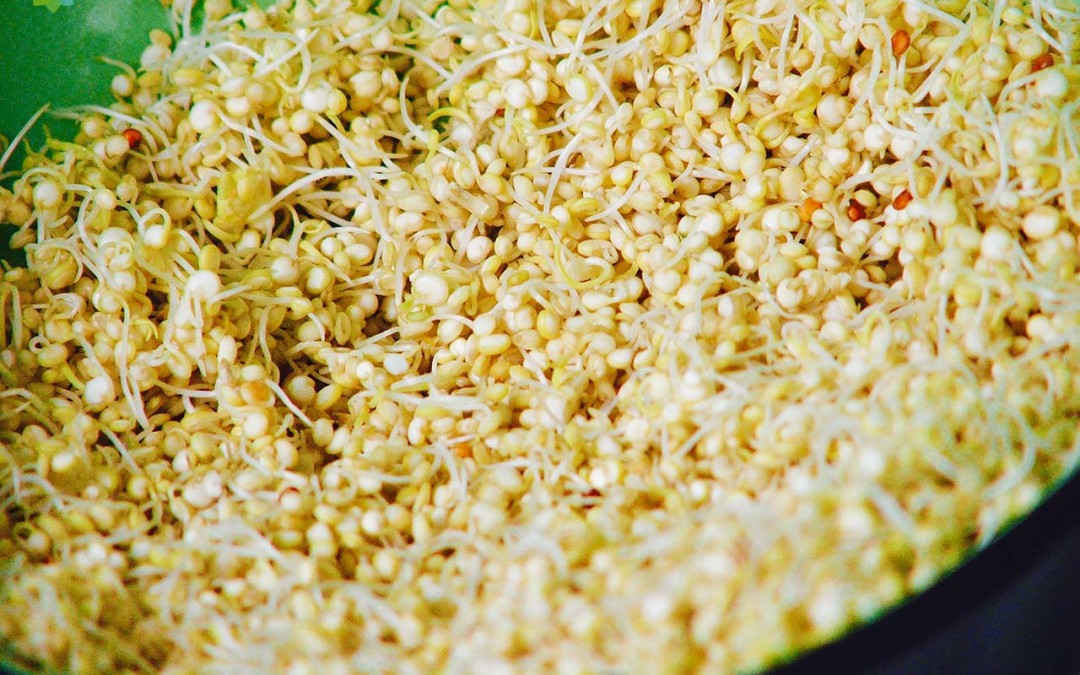 Brotes de quinoa